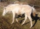 Quarter Horse Hengst perlino