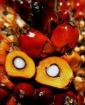 Zu verkaufen rohes und raffiniertes Palmöl Sonnenblumenöl Sojaöl